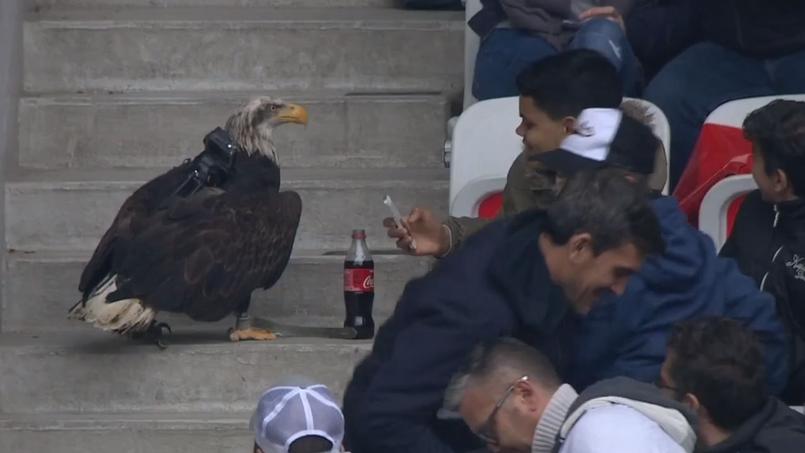 Mefi la mascotte de l'OGC Nice rendant visite aux fans en tribune